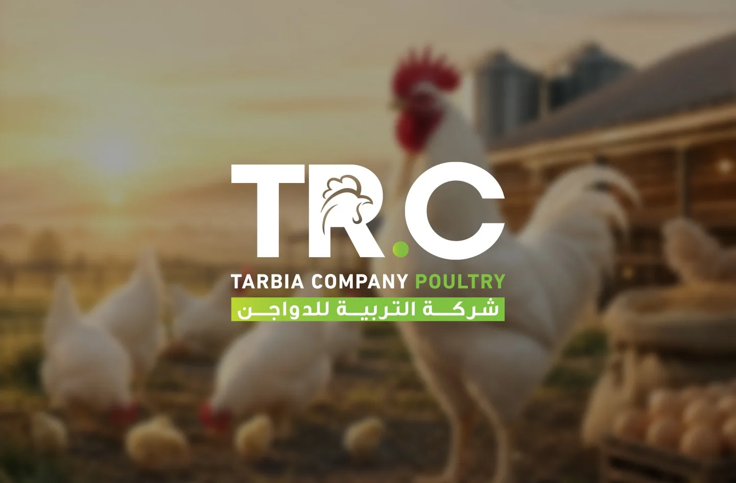 التربية للدواجن