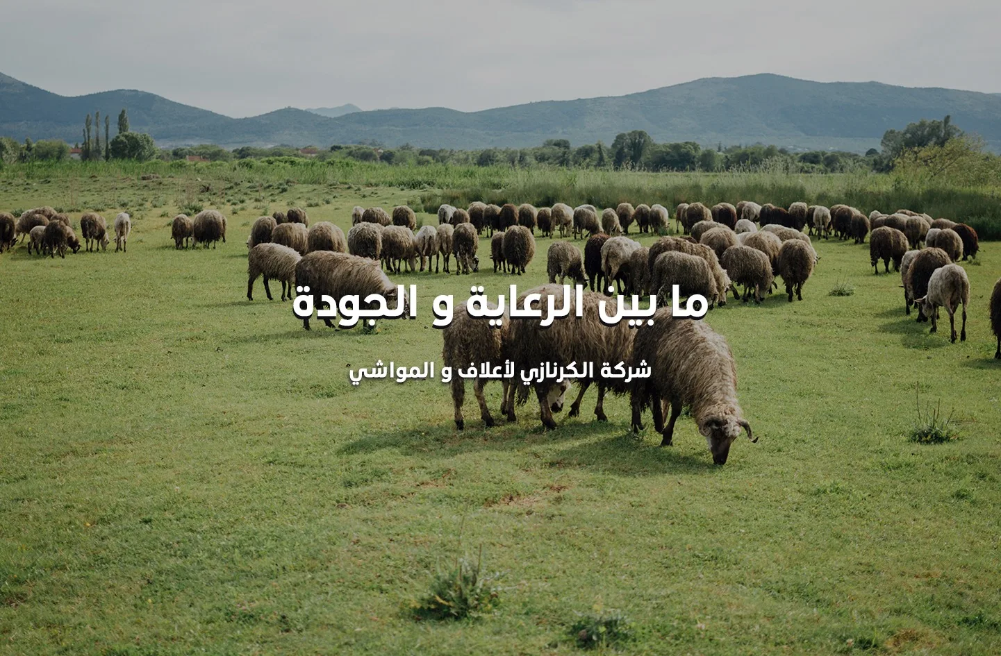 ما بين الرعاية و الجودة